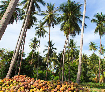 Rompin Capital